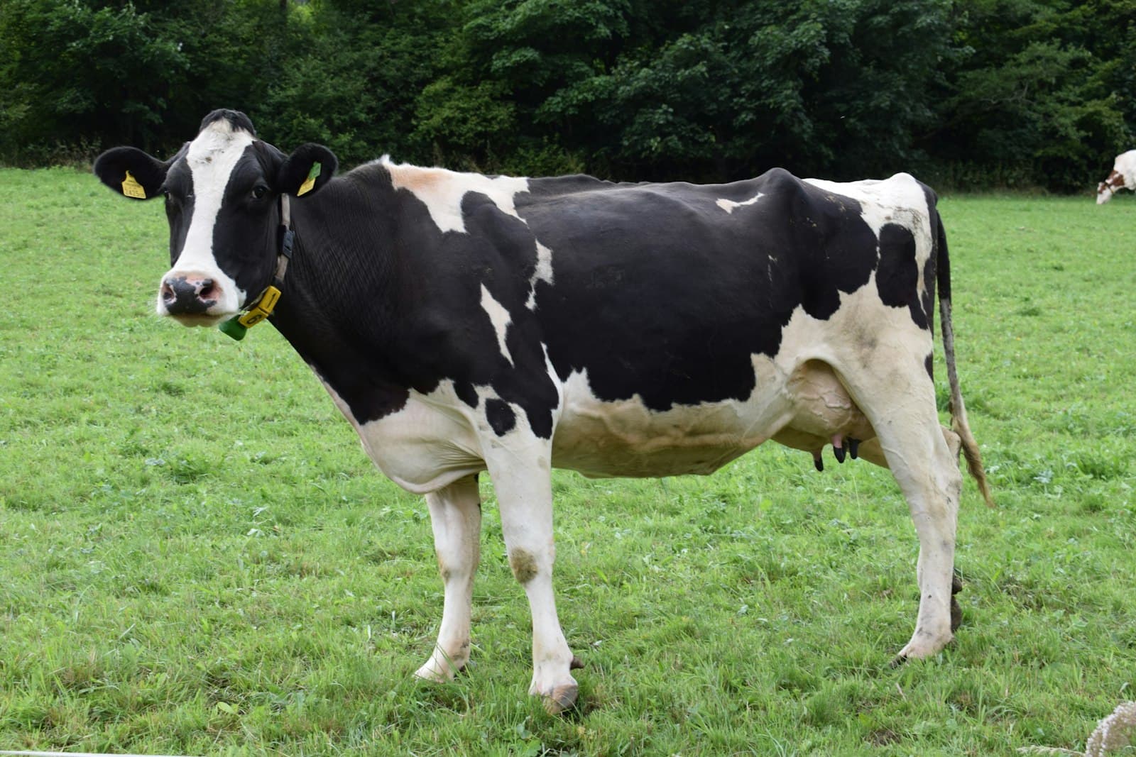 Native cattle of the forest dairy cooperative