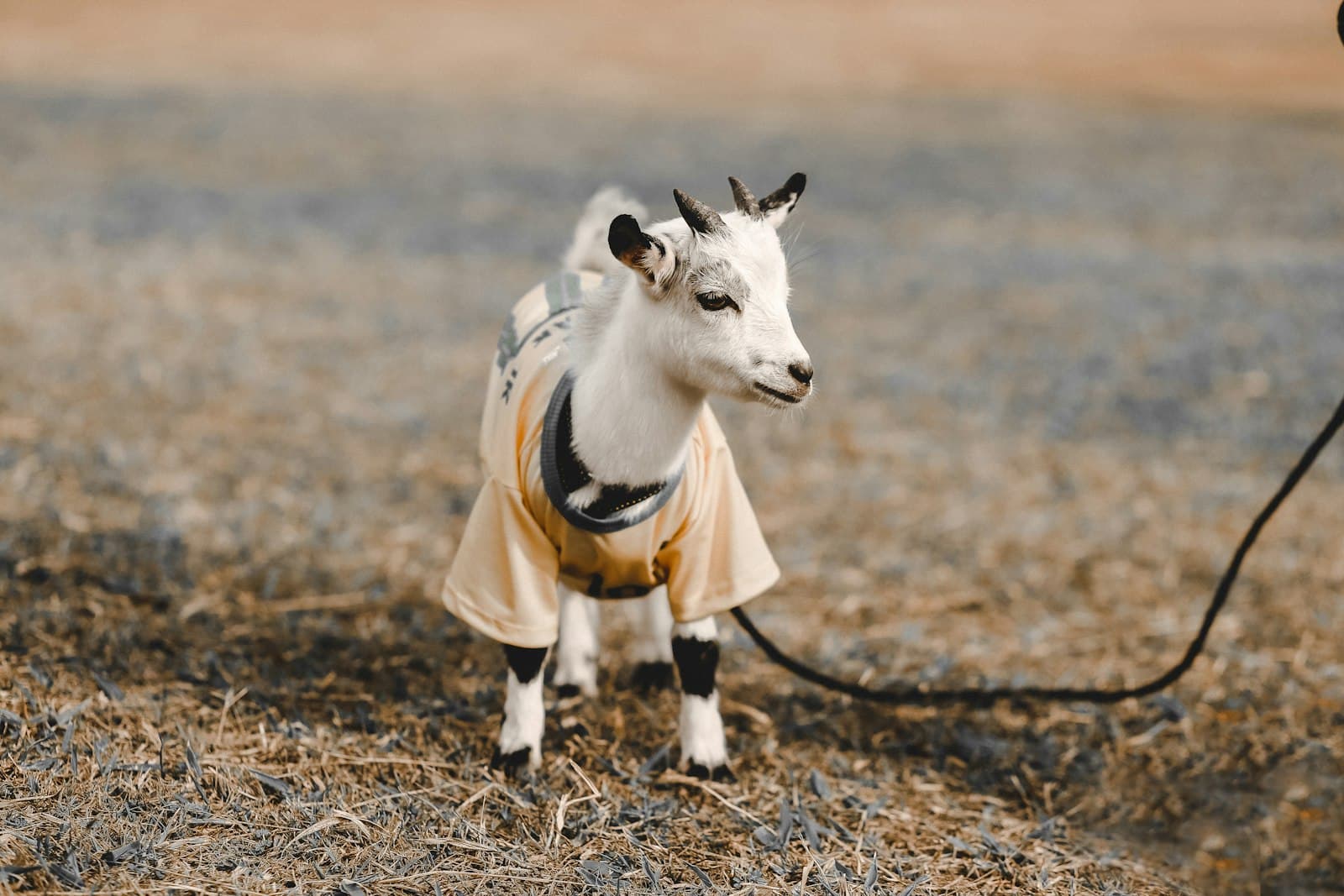 Goats of the goatery cooperative grazing