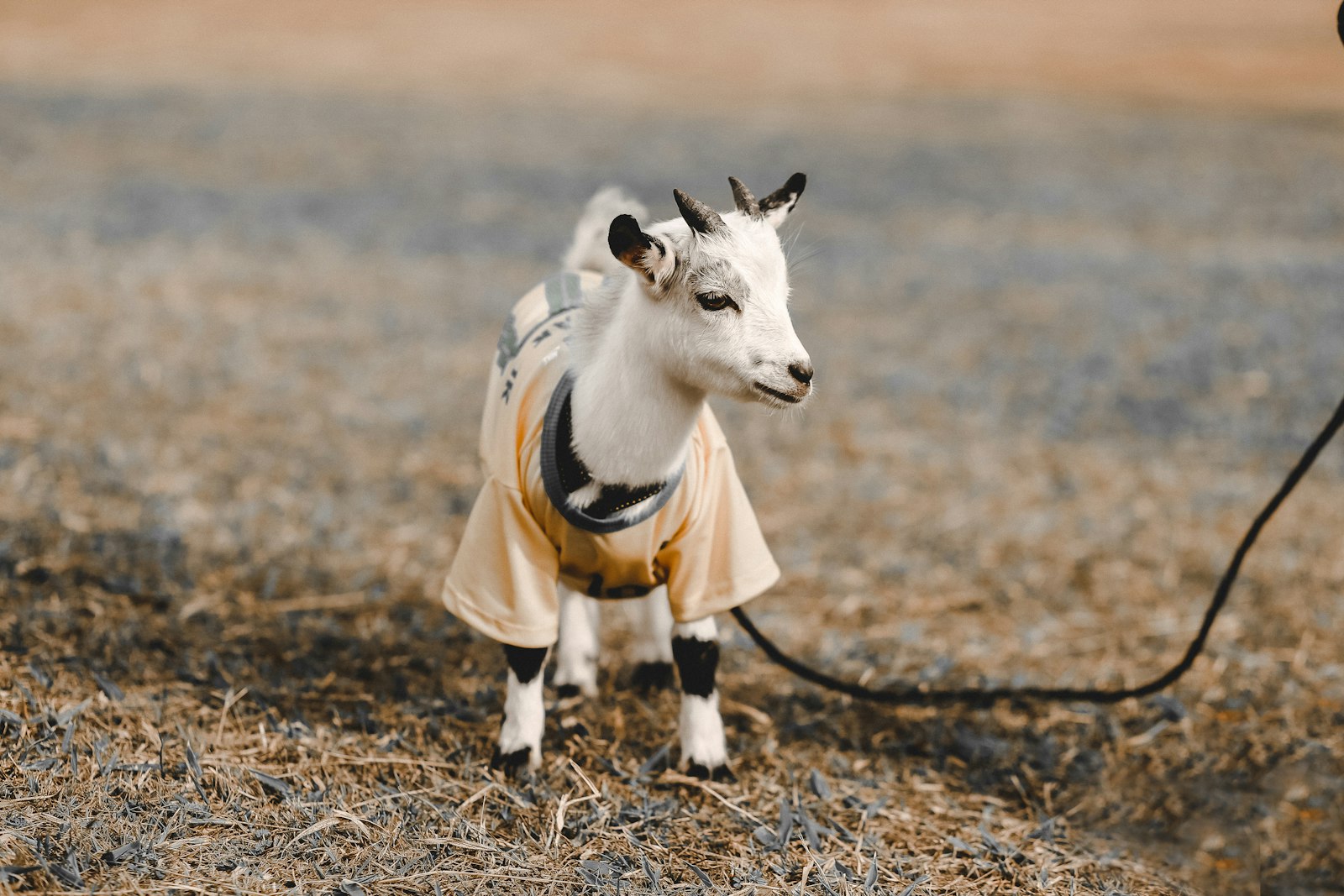 Goats of the goatery cooperative grazing